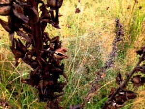 raindrops caught in a wb