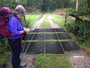 wild rooster crossing