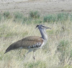 Kori Bustard