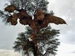 Sociable weaver nest
