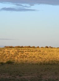 Wildebeeste sunset