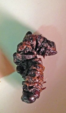 a mopani worm